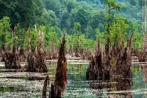 دریاچه ارواح بوشهر/ ویدئو